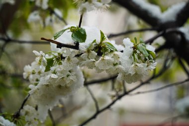 Eriyen karın örtüsü altında taze çiçekli dallar.
