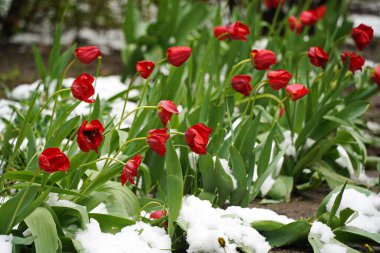 Su damlaları ve erimiş karla birlikte taze kır çiçekleri..