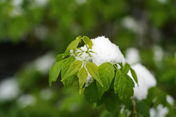 Verse Bladeren Takken Van Bomen Struiken Sneeuw Bedekken — Stockfoto