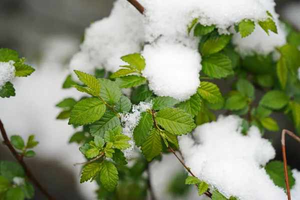 Verse Bladeren Takken Van Bomen Struiken Sneeuw Bedekken — Stockfoto