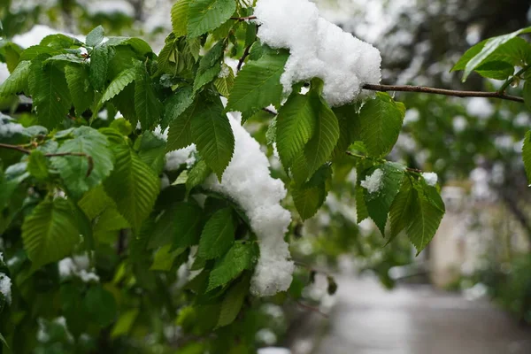 Frisches Laub Den Zweigen Von Bäumen Und Sträuchern Der Schneedecke — Stockfoto