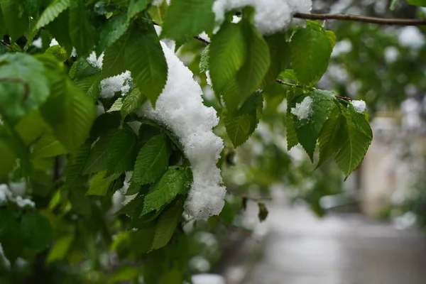 Frisches Laub Den Zweigen Von Bäumen Und Sträuchern Der Schneedecke — Stockfoto