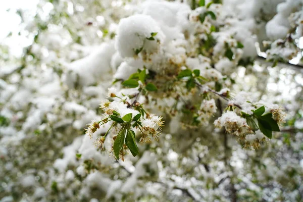 Zweige Mit Frischen Blumen Unter Der Schneedecke — Stockfoto