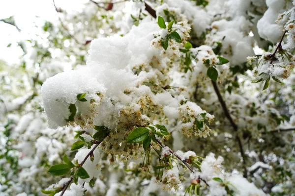 Takken Met Verse Bloemen Onder Het Deksel Van Smeltende Sneeuw — Stockfoto