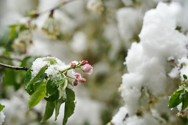 Frische Ungeöffnete Kirschknospen Unter Dem Schmelzenden Schnee — Stockfoto