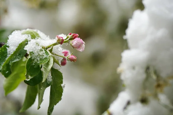 Verse Ongeopende Kersenknoppen Onder Smeltende Sneeuw — Stockfoto