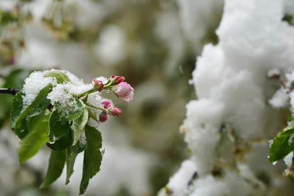 Frische Ungeöffnete Kirschknospen Unter Dem Schmelzenden Schnee — Stockfoto