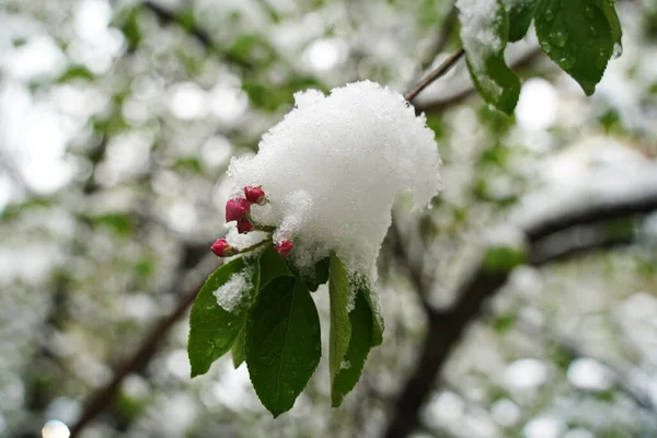 Świeże Nieotwarte Pąki Wiśni Pod Topniejącym Śniegiem — Zdjęcie stockowe