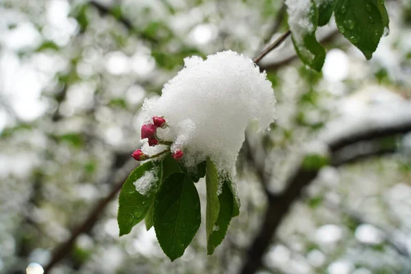 Brotes Cereza Frescos Sin Abrir Bajo Nieve Derretida — Foto de Stock