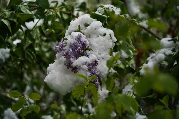 Zweige Mit Frischen Fliederblüten Unter Der Schneedecke — Stockfoto