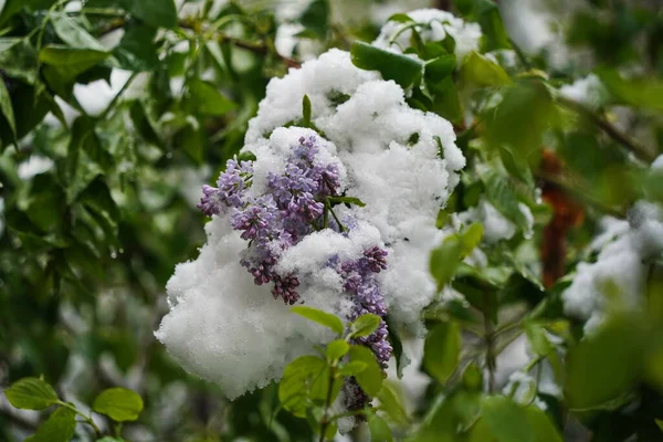 Takken Met Verse Lila Bloemen Onder Sneeuwkap — Stockfoto