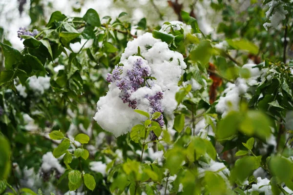 Takken Met Verse Lila Bloemen Onder Sneeuwkap — Stockfoto