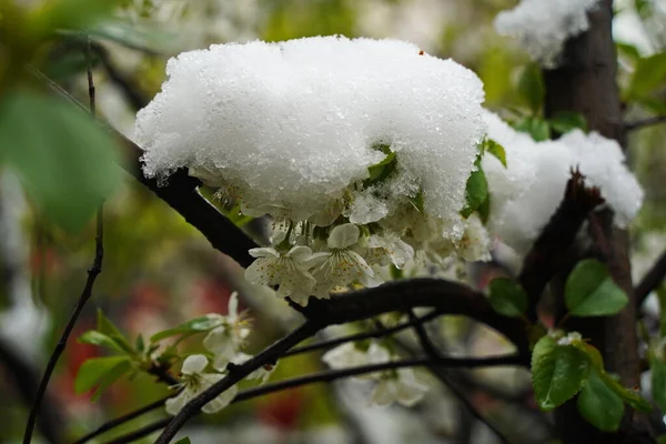 Zweige Mit Frischen Blumen Unter Der Schneedecke — Stockfoto