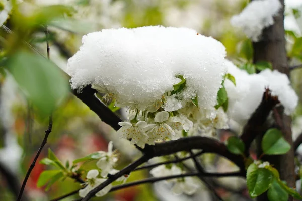 Zweige Mit Frischen Blumen Unter Der Schneedecke — Stockfoto