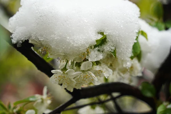 Zweige Mit Frischen Blumen Unter Der Schneedecke — Stockfoto