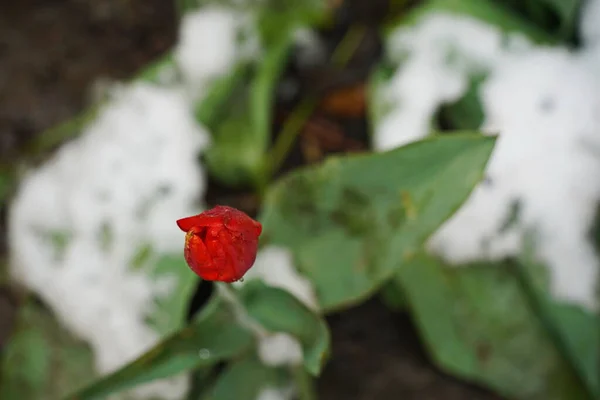 Flores Silvestres Frescas Com Gotas Água Neve Derretida — Fotografia de Stock