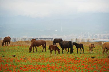 Almaty, Kazakistan - 05.20.2021: Atlar bir gelincik tarlasında kentsel bir ortamın arka planına karşı otluyor.