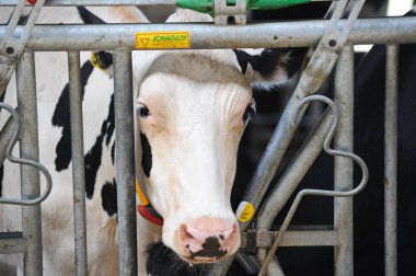 İnekler bir çiftlik ve mandıra bitkisinin bölgesinde bir ahırda duruyorlar..