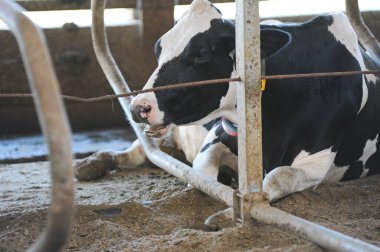 İnekler bir çiftlik ve mandıra bitkisinin bölgesinde bir ahırda duruyorlar..