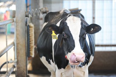 İnekler bir çiftlik ve mandıra bitkisinin bölgesinde bir ahırda duruyorlar..