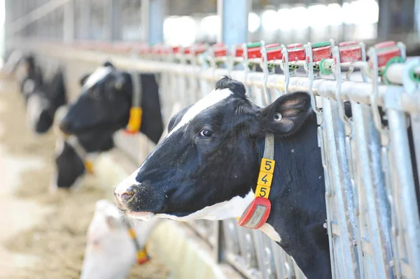 Vacas Estão Uma Barraca Território Uma Fazenda Uma Fábrica Laticínios — Fotografia de Stock