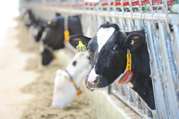 Cows Standing Stall Territory Farm Dairy Plant — Stock Photo, Image