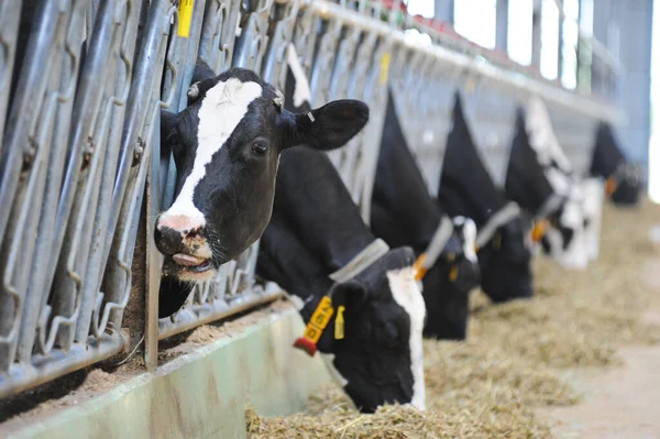 Vacas Estão Uma Barraca Território Uma Fazenda Uma Fábrica Laticínios — Fotografia de Stock