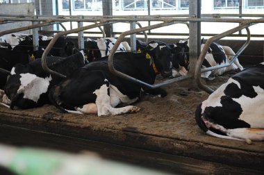 İnekler bir çiftlik ve mandıra bitkisinin bölgesinde bir ahırda duruyorlar..