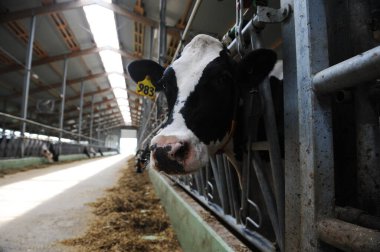 İnekler bir çiftlik ve mandıra bitkisinin bölgesinde bir ahırda duruyorlar..