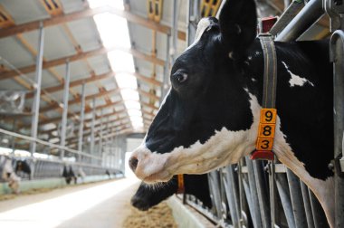 İnekler bir çiftlik ve mandıra bitkisinin bölgesinde bir ahırda duruyorlar..