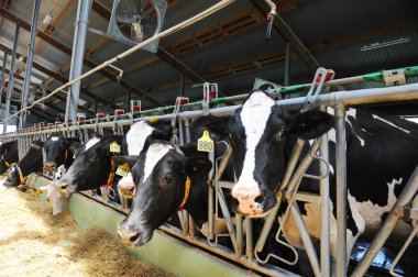 İnekler bir çiftlik ve mandıra bitkisinin bölgesinde bir ahırda duruyorlar..