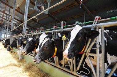 İnekler bir çiftlik ve mandıra bitkisinin bölgesinde bir ahırda duruyorlar..