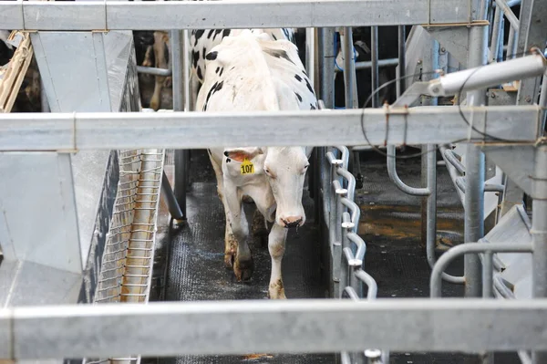 Cows are standing in a stall on the territory of a farm and a dairy plant.