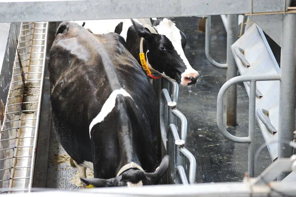 Vacas Estão Uma Barraca Território Uma Fazenda Uma Fábrica Laticínios — Fotografia de Stock
