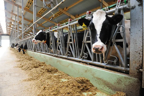 Vacas Estão Uma Barraca Território Uma Fazenda Uma Fábrica Laticínios — Fotografia de Stock