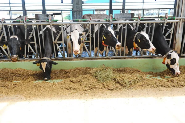 Las Vacas Están Establo Territorio Una Granja Una Planta Lechera — Foto de Stock