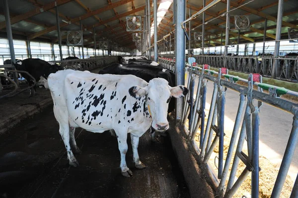 Vacas Estão Uma Barraca Território Uma Fazenda Uma Fábrica Laticínios — Fotografia de Stock