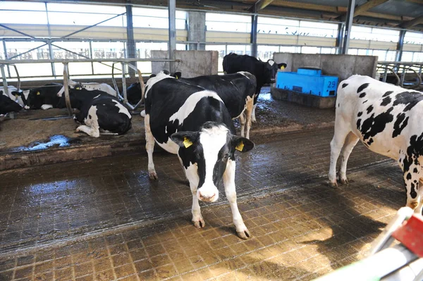 Vacas Estão Uma Barraca Território Uma Fazenda Uma Fábrica Laticínios — Fotografia de Stock