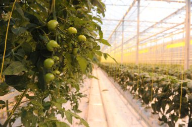 Meyve tarlaları büyük bir serada yetişir.