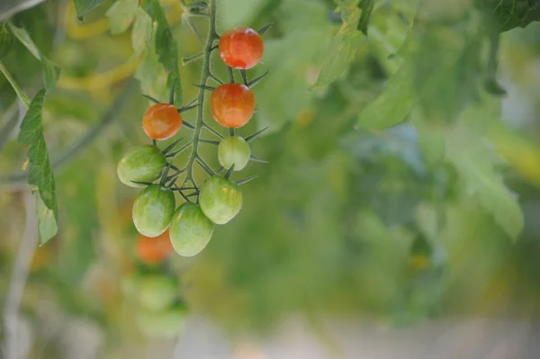 Gyümölcstermő Növények Sorai Egy Nagy Üvegházban Nőnek — Stock Fotó