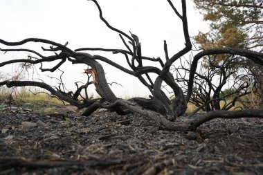 Güçlü bir yangından sonra bir orman bölgesinde yanmış ağaçlar..