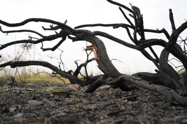 Güçlü bir yangından sonra bir orman bölgesinde yanmış ağaçlar..