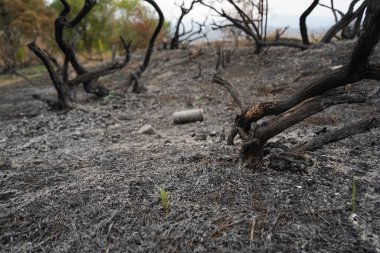 Güçlü bir yangından sonra bir orman bölgesinde yanmış ağaçlar..