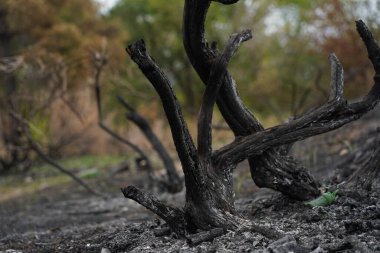 Güçlü bir yangından sonra bir orman bölgesinde yanmış ağaçlar..