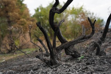 Güçlü bir yangından sonra bir orman bölgesinde yanmış ağaçlar..