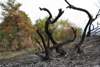 Güçlü bir yangından sonra bir orman bölgesinde yanmış ağaçlar..