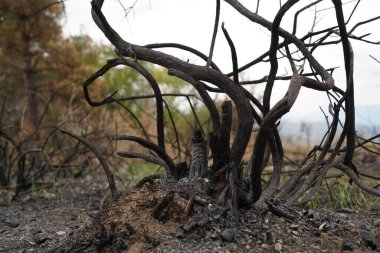Güçlü bir yangından sonra bir orman bölgesinde yanmış ağaçlar..