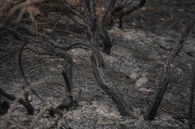 Güçlü bir yangından sonra bir orman bölgesinde yanmış ağaçlar..