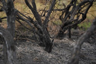Güçlü bir yangından sonra bir orman bölgesinde yanmış ağaçlar..