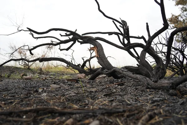 Árboles Quemados Una Zona Forestal Después Fuerte Incendio — Foto de Stock